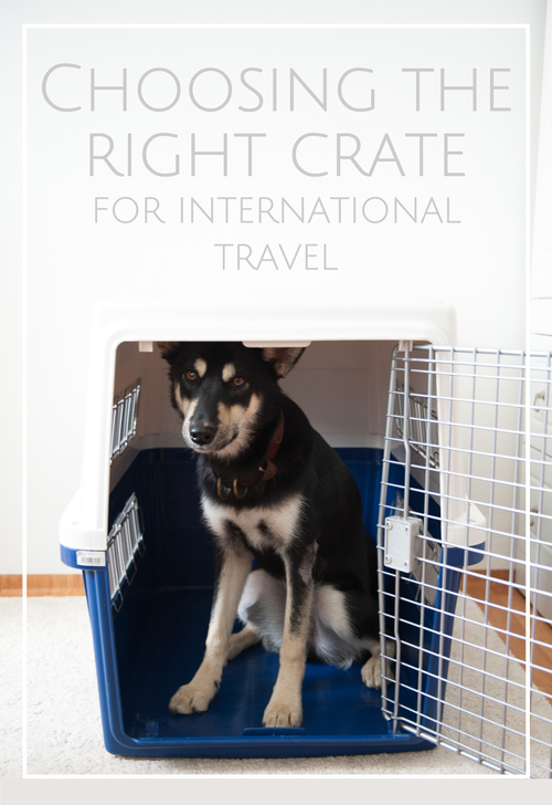 Crate TRaining How to choose an airline approved crate for international travel CityGirlSearching